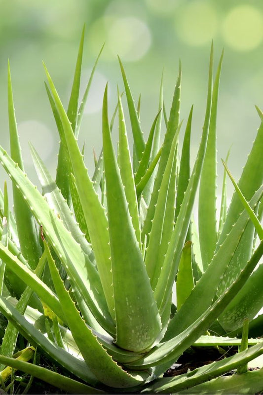 Fragancia de Aloe Vera